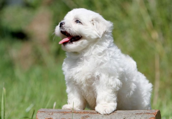 馬爾濟斯幼犬飼養