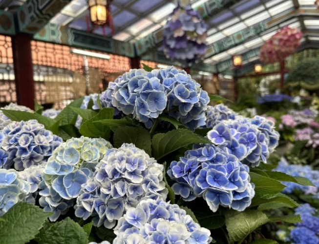 繡球花照顧 繡球花照顧