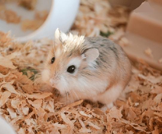 通心粉鼠平均壽命 通心粉鼠平均壽命