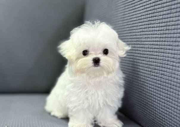 馬爾濟斯標準體重 馬爾濟斯標準體重