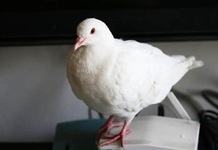 鴿子孵蛋離開巢穴 鴿子孵蛋離開巢穴