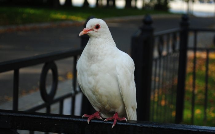 鴿子繁殖技巧 鴿子繁殖技巧