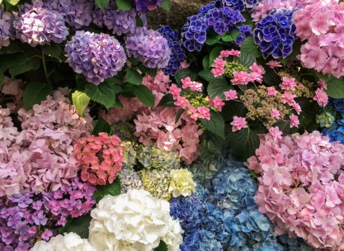 繡球花染色方法