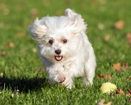 馬爾濟斯肥胖問題 馬爾濟斯肥胖問題