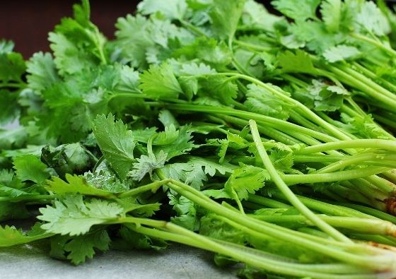 香菜水功效
