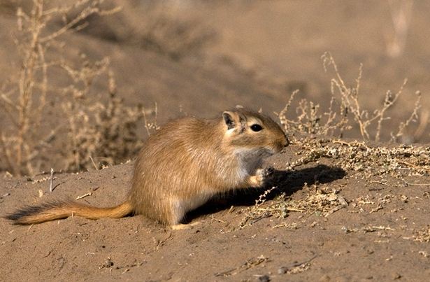 如何照顧沙鼠 如何照顧沙鼠