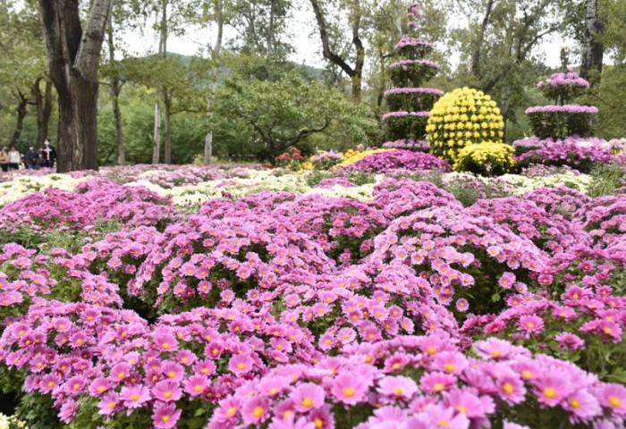 菊花花色象徵 菊花花色象徵