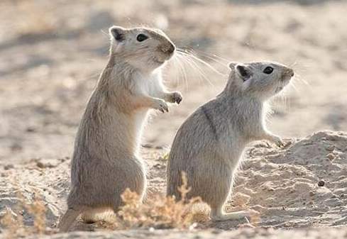 如何照顧沙鼠 如何照顧沙鼠