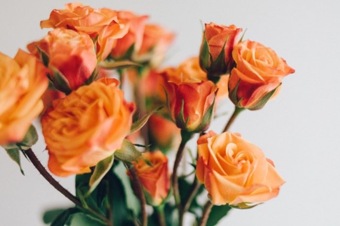 玫瑰花種植技巧 玫瑰花種植技巧