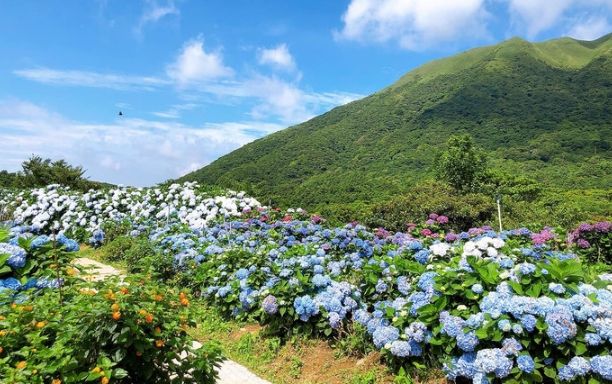 繡球花怕熱 繡球花怕熱
