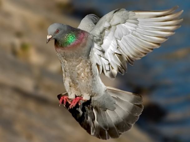 鴿子種類特徵 鴿子種類特徵