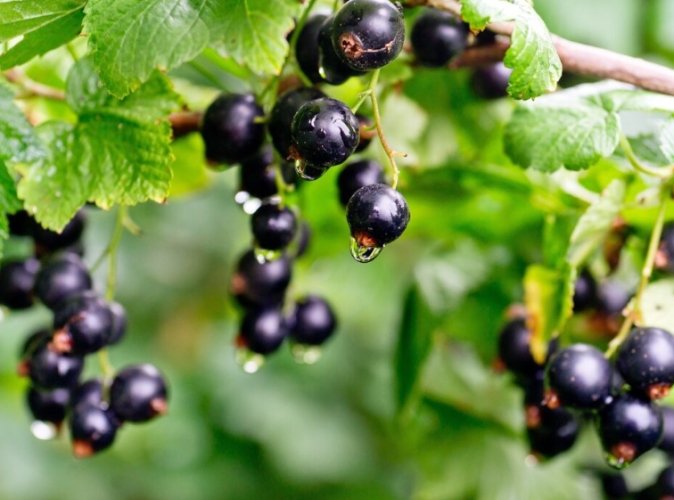 黑醋栗營養價值 黑醋栗營養價值