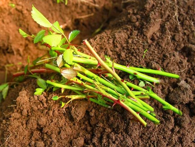玫瑰花種植土壤