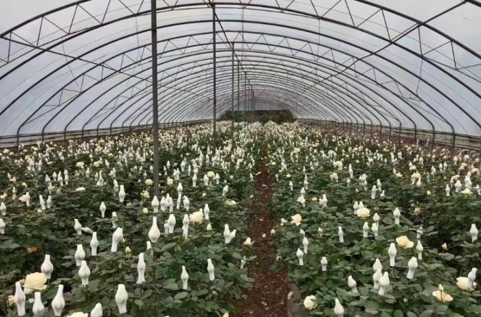 香水玫瑰栽培技巧