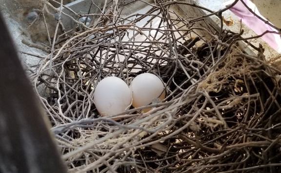 鴿子築巢代表什麼