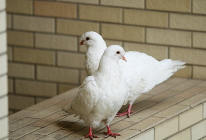 鴿子孵蛋離開巢穴 鴿子孵蛋離開巢穴