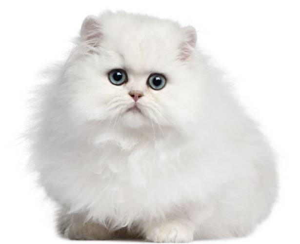 波斯貓顏色選擇