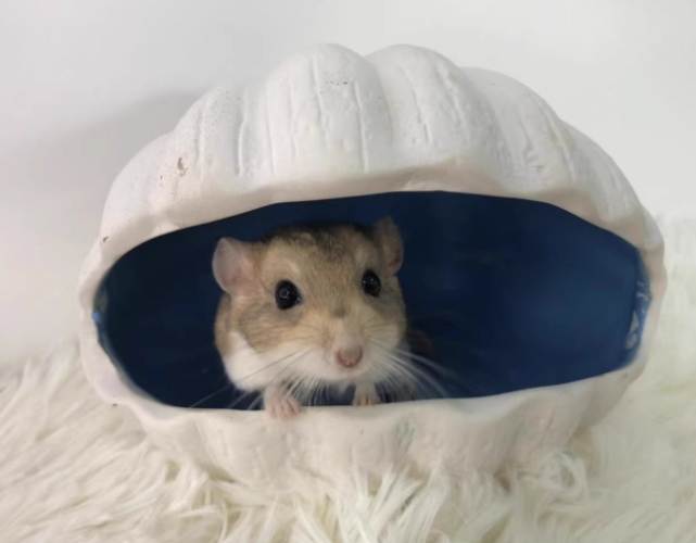 通心粉鼠籠子選擇