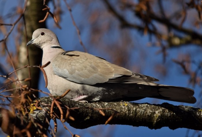 鴿子育雛方法 鴿子育雛方法