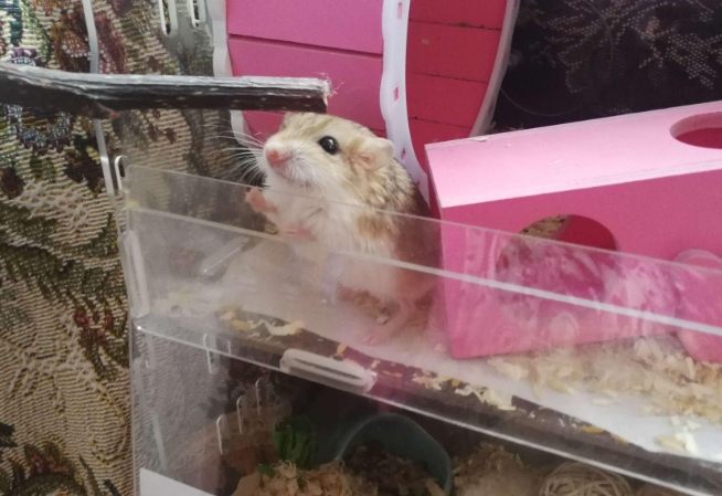 肥尾沙鼠食物 肥尾沙鼠食物