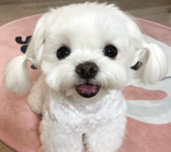 馬爾濟斯毛色 馬爾濟斯毛色