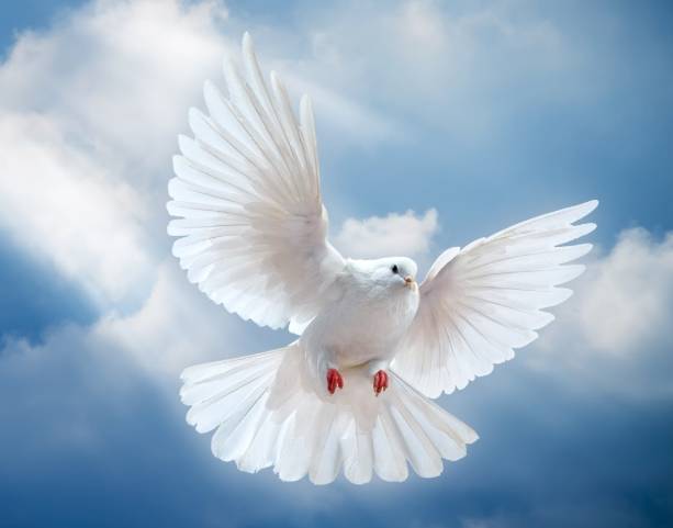 鴿子在陽台築巢怎麼辦