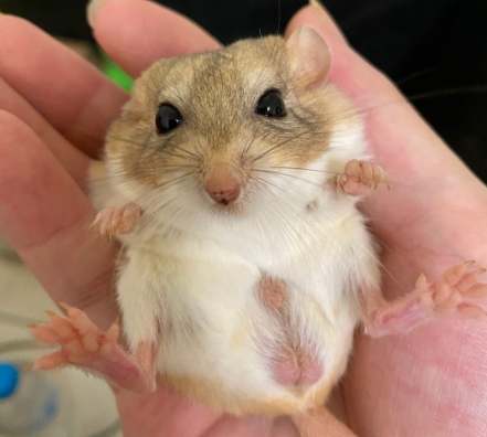 通心粉鼠照顧技巧