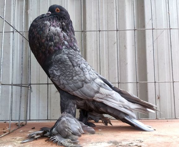 陽台鴿子驅趕方法