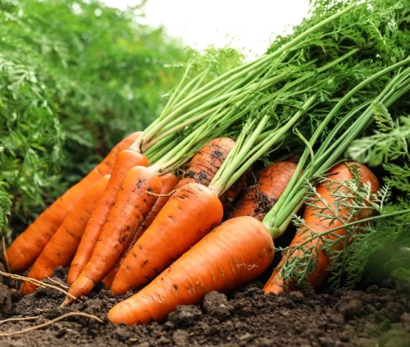 红萝卜营养价值 红萝卜营养价值