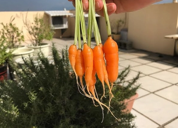迷你紅蘿蔔怎麼吃 迷你紅蘿蔔怎麼吃