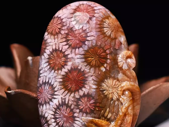 珊瑚菊花玉 功效 珊瑚菊花玉 功效