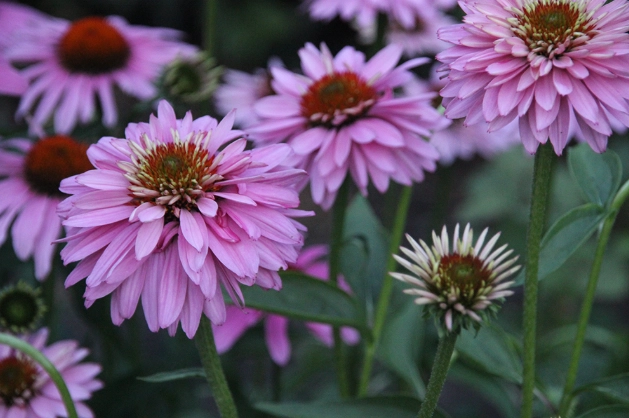 紫錐花種植方法