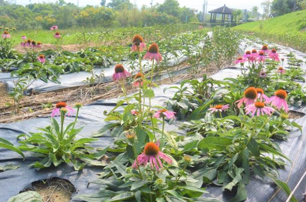 紫錐花栽培技巧