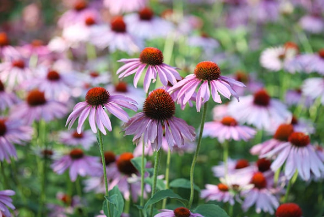 紫錐花功效 紫錐花功效