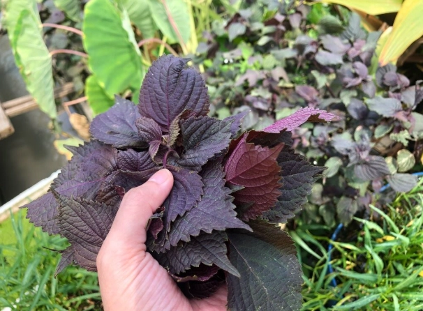 紫蘇食譜 紫蘇食譜