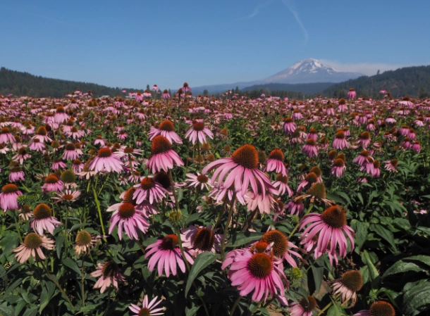 紫錐花種植方法