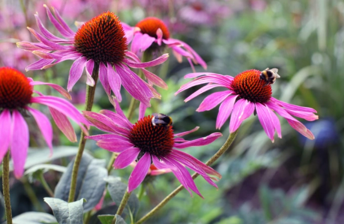 濕疹天然療法 濕疹天然療法