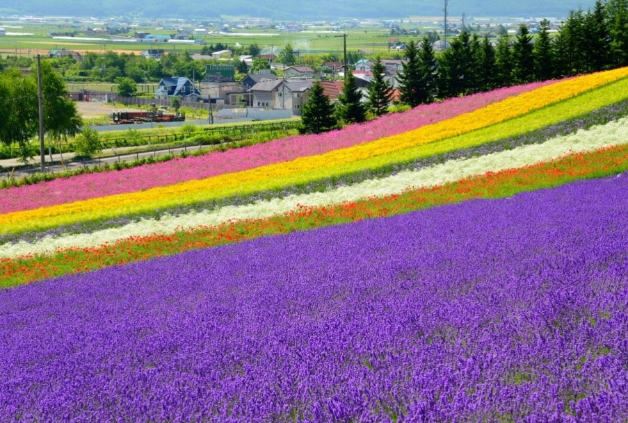 北海道花卉季節