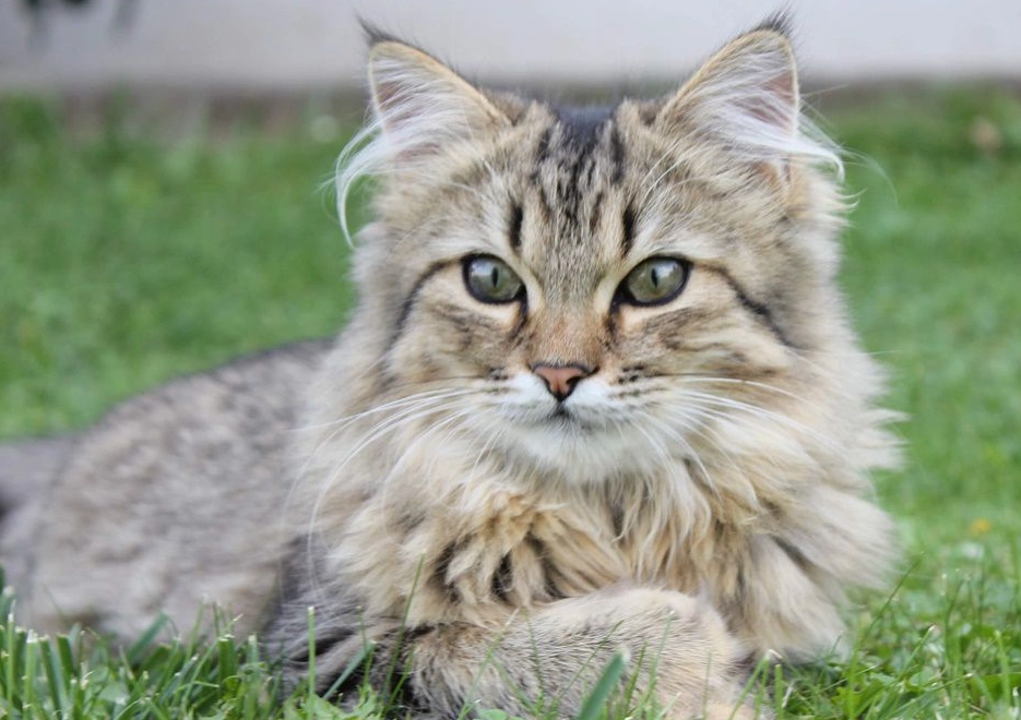 大型貓品種比較