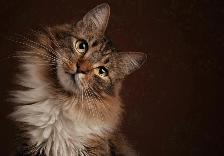 大型貓品種比較