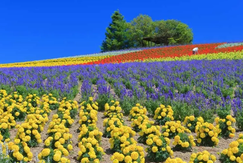 北海道賞花景點