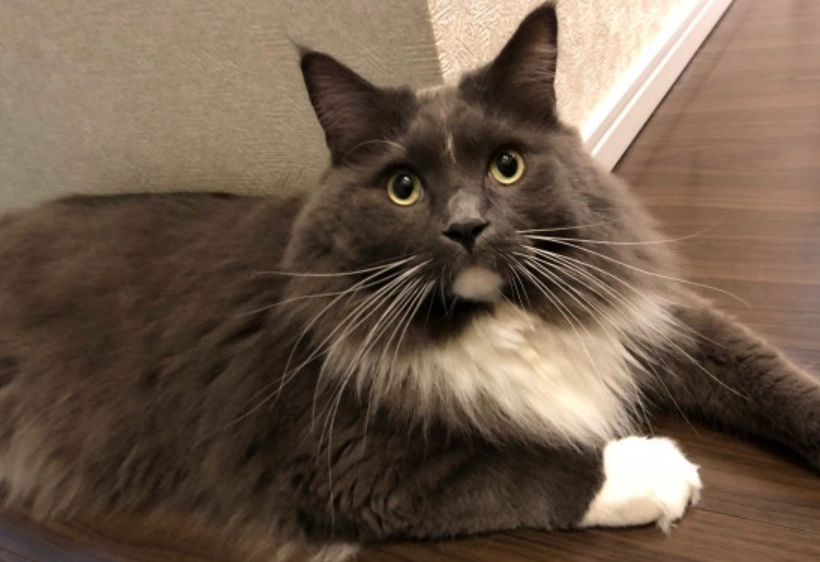 挪威森林貓常見疾病