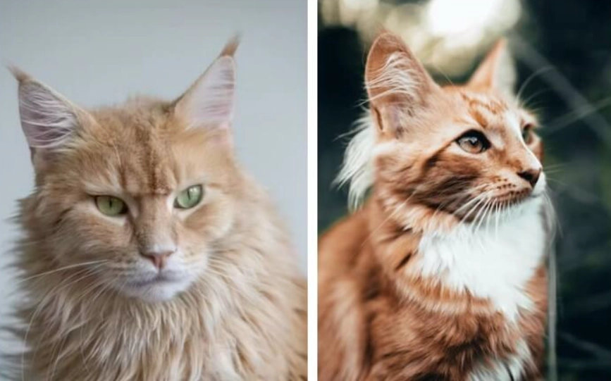 挪威森林貓大小