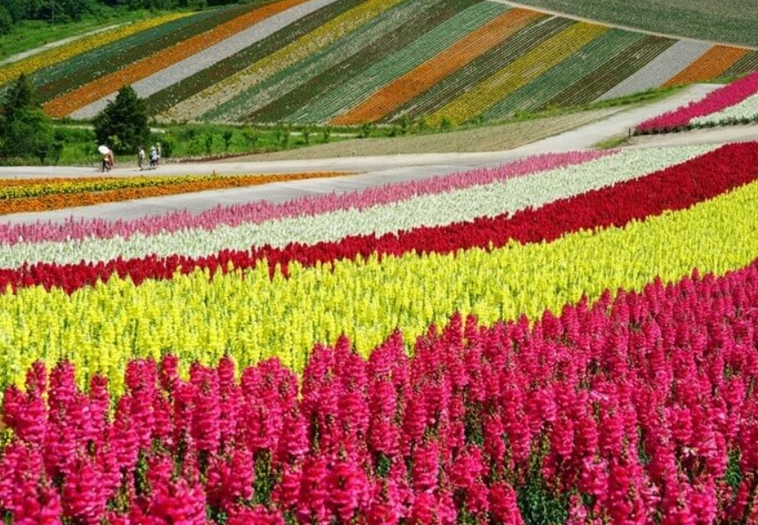 北海道花卉季節
