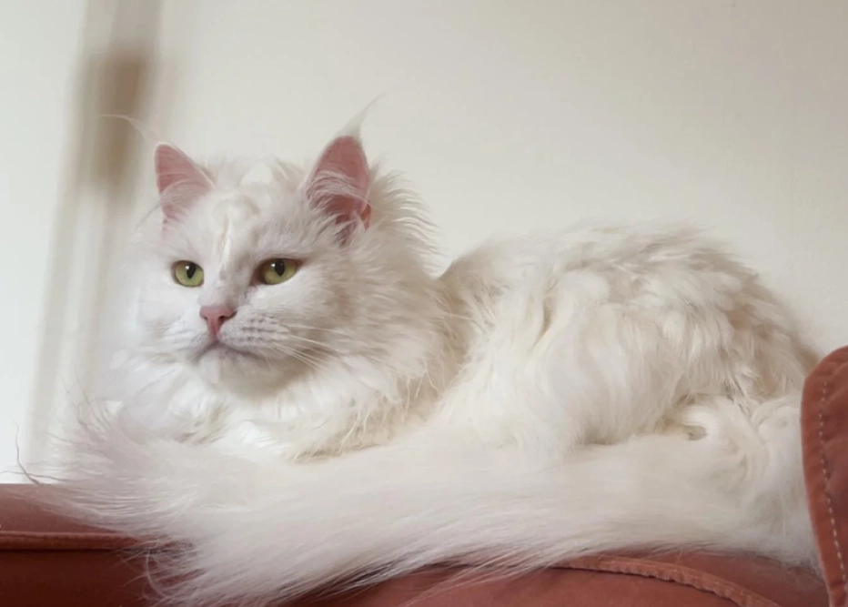 布偶貓與挪威森林貓比較