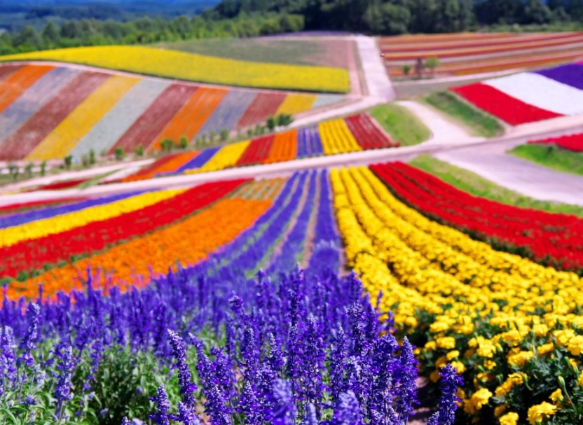 北海道賞花景點