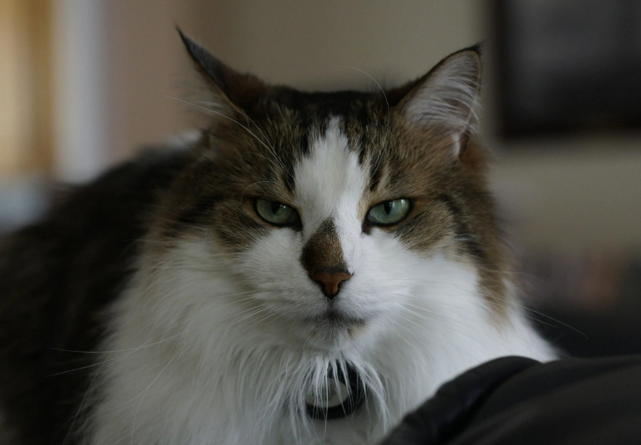 挪威森林貓遺傳病