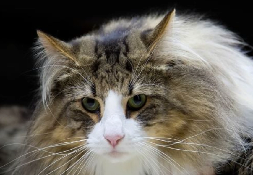 布偶貓與挪威森林貓比較