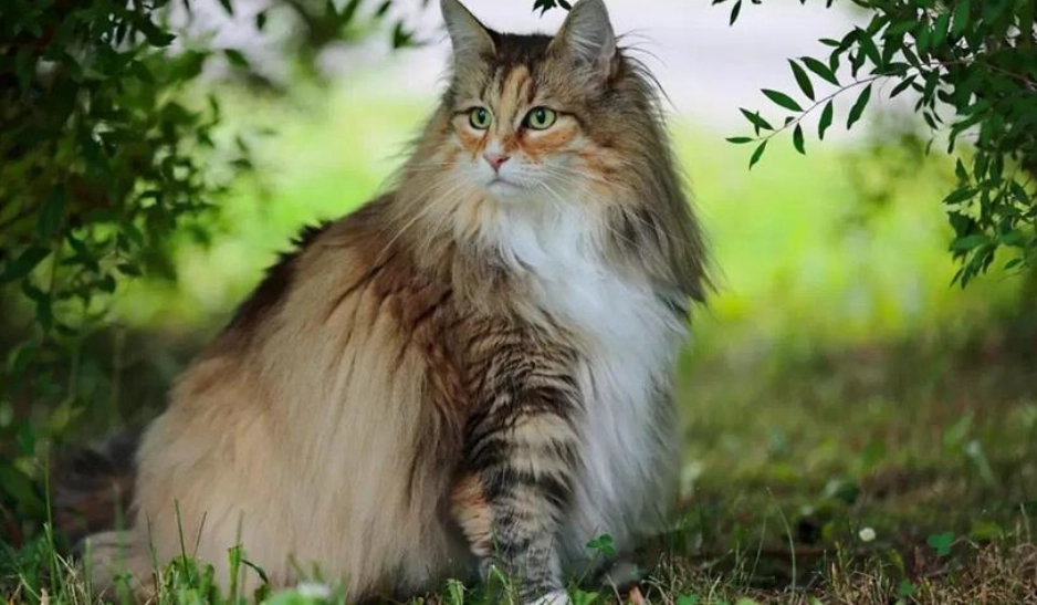 挪威森林貓 vs 布偶貓