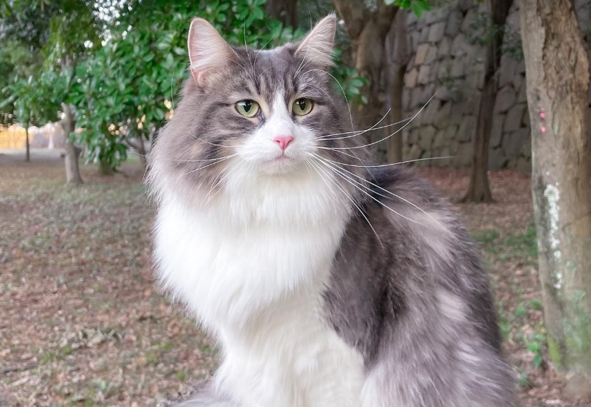 挪威森林貓 vs 布偶貓